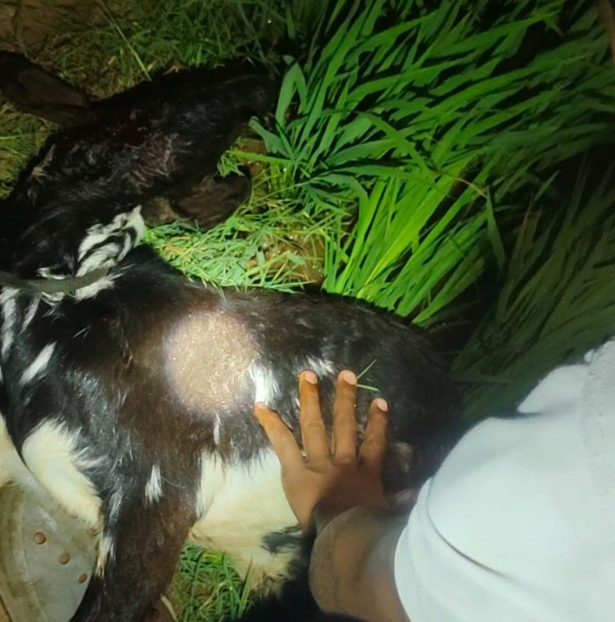 WhatsApp Image 2025-09-30 at 17.10.10