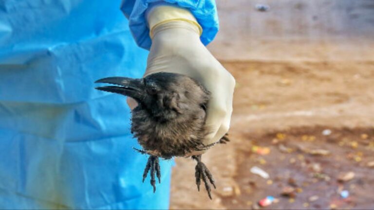 bird flu alert chennai